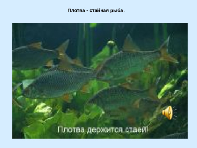 Плотва - стайная рыба .