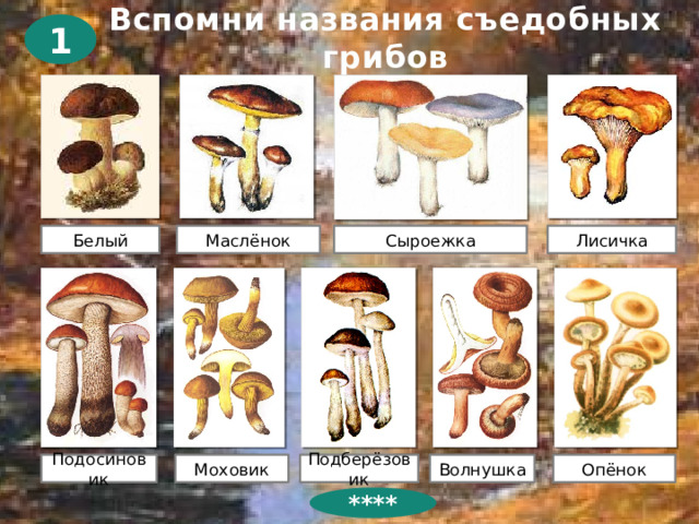 Вспомни названия съедобных грибов 1 Маслёнок Лисичка Сыроежка Белый Подосиновик Моховик Подберёзовик Волнушка Опёнок ****