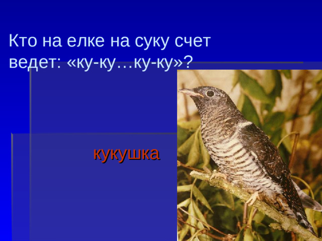 Кто на елке на суку счет ведет: «ку-ку…ку-ку»?  кукушка