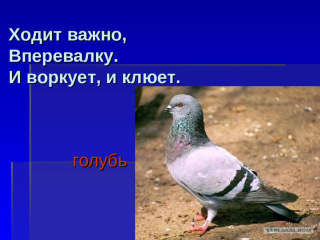 Ходит важно,  Вперевалку.  И воркует, и клюет.   голубь