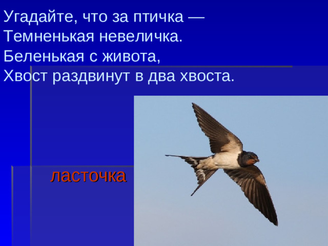 Угадайте, что за птичка —  Темненькая невеличка.  Беленькая с живота,  Хвост раздвинут в два хвоста.    ласточка
