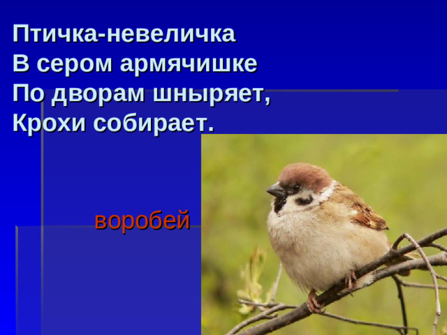 Птичка-невеличка  В сером армячишке  По дворам шныряет,  Крохи собирает.     воробей