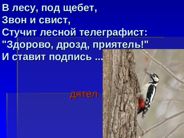 В лесу, под щебет,  Звон и свист,  Стучит лесной телеграфист:  