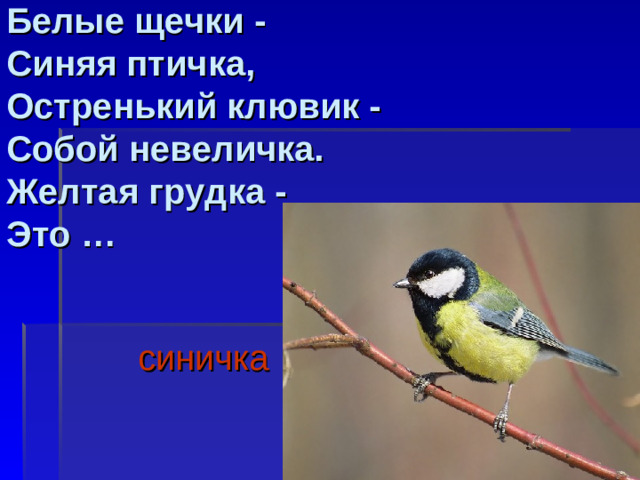 Белые щечки -  Синяя птичка,  Остренький клювик -  Собой невеличка.  Желтая грудка -  Это …   синичка