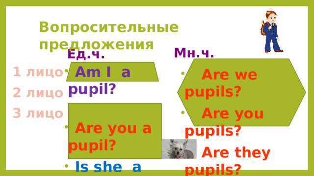 Вопросительные предложения Мн.ч. Ед.ч.  Am I a pupil?   Are you a pupil?   Is she a pupil?  Is he a pupil?   Is it a dog? 1 лицо  Are we pupils?  Are you pupils?  Are they pupils? 2 лицо 3 лицо