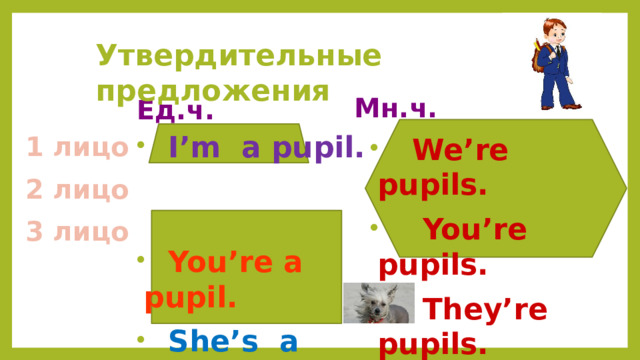 Утвердительные предложения Мн.ч. Ед.ч.  I’m a pupil.   You’re a pupil.   She’s a pupil.  He’s a pupil.   It’s a dog. 1 лицо  We’re pupils.  You’re pupils.  They’re pupils. 2 лицо 3 лицо