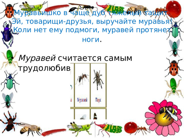 Муравьишко в чаще дуб тяжелый тащит.  Эй, товарищи-друзья, выручайте муравья!  Коли нет ему подмоги, муравей протянет ноги .