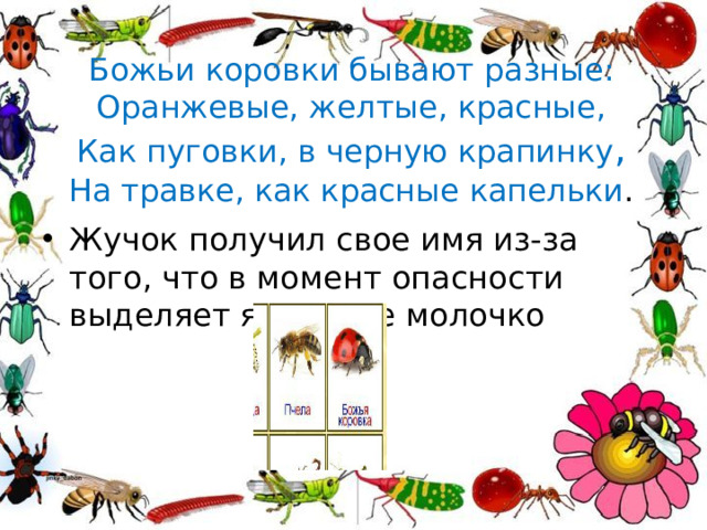Божьи коровки бывают разные:  Оранжевые, желтые, красные,  Как пуговки, в черную крапинку ,  На травке, как красные капельки .