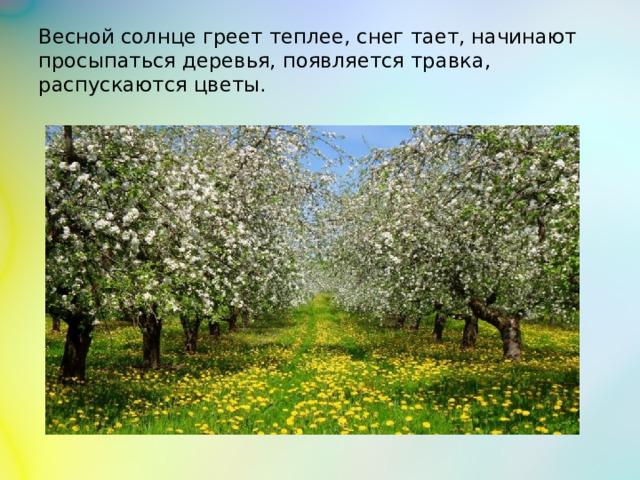 Весной солнце греет теплее, снег тает, начинают просыпаться деревья, появляется травка, распускаются цветы.