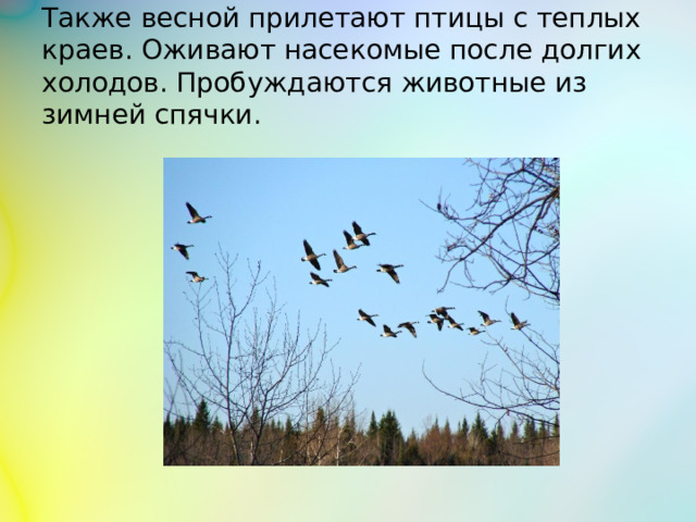 Также весной прилетают птицы с теплых краев. Оживают насекомые после долгих холодов. Пробуждаются животные из зимней спячки.