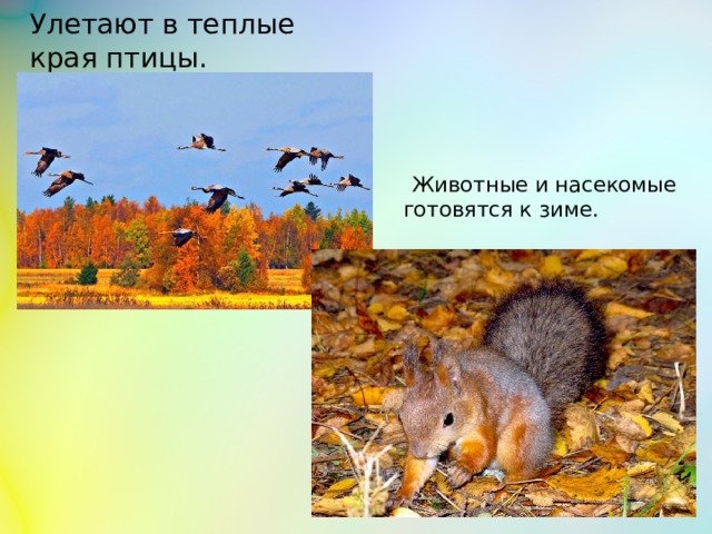 Улетают в теплые края птицы.  Животные и насекомые готовятся к зиме.