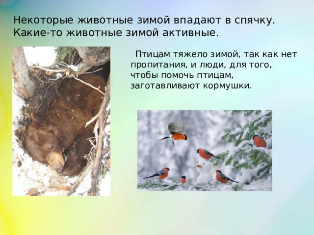 Некоторые животные зимой впадают в спячку. Какие-то животные зимой активные.  Птицам тяжело зимой, так как нет пропитания, и люди, для того, чтобы помочь птицам, заготавливают кормушки.