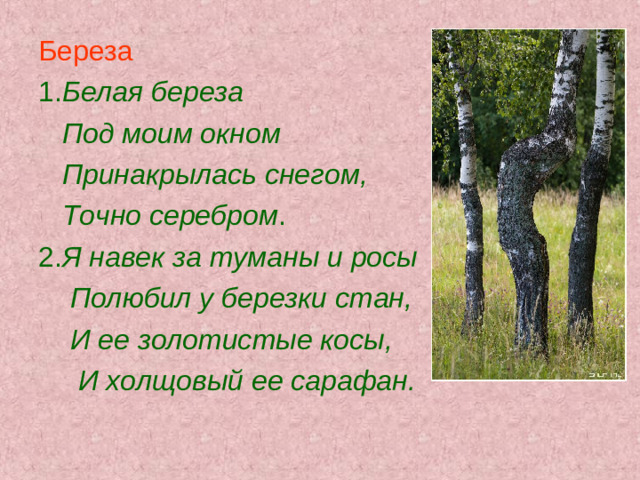 Береза 1. Белая береза  Под моим окном  Принакрылась снегом,  Точно серебром . 2. Я навек за туманы и росы  Полюбил у березки стан,  И ее золотистые косы,  И холщовый ее сарафан.