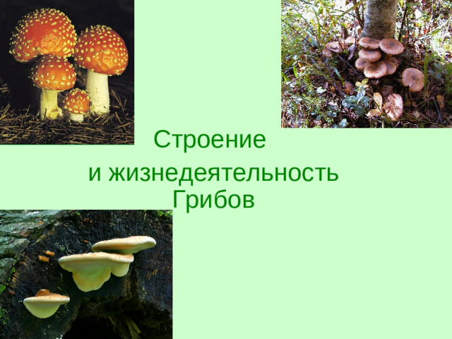 Строение и жизнедеятельность Грибов