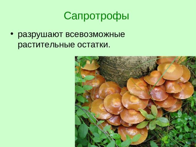 Сапротрофы