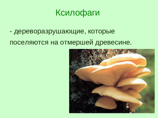 Ксилофаги - дереворазрушающие, которые поселяются на отмершей древесине.