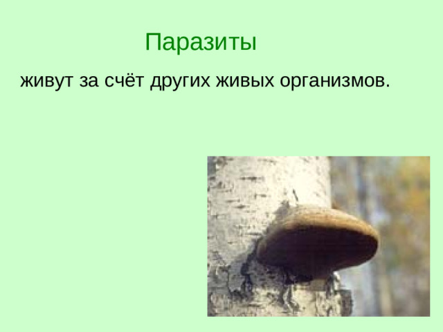 Паразиты  живут за счёт других живых организмов.