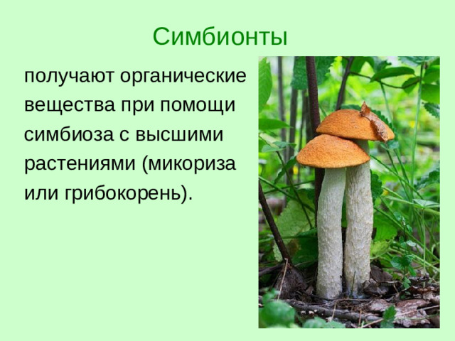 Симбионты получают органические вещества при помощи симбиоза с высшими растениями (микориза или грибокорень).