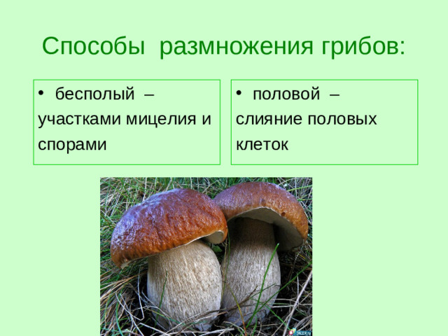 Способы размножения грибов: бесполый  – половой  – участками мицелия и спорами слияние половых клеток