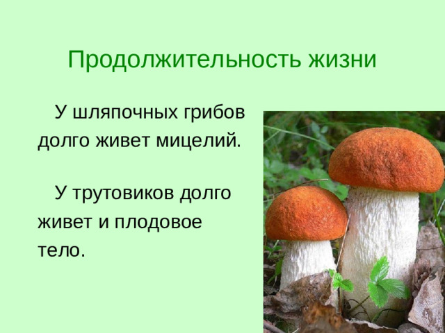 Продолжительность жизни  У шляпочных грибов долго живет мицелий.    У трутовиков долго живет и плодовое тело.