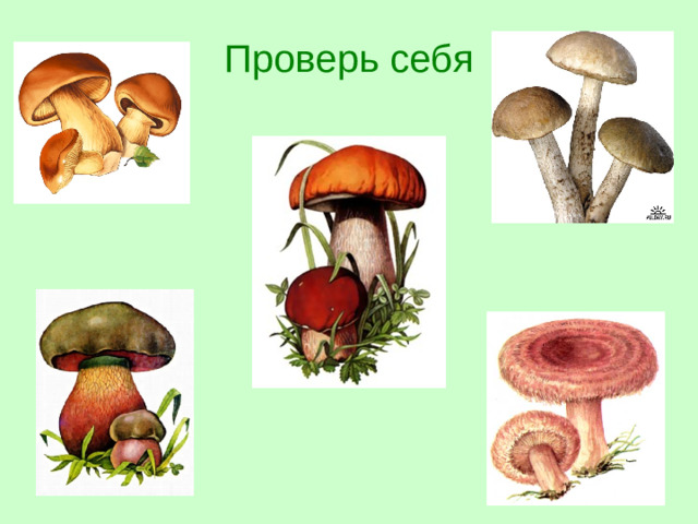 Проверь себя