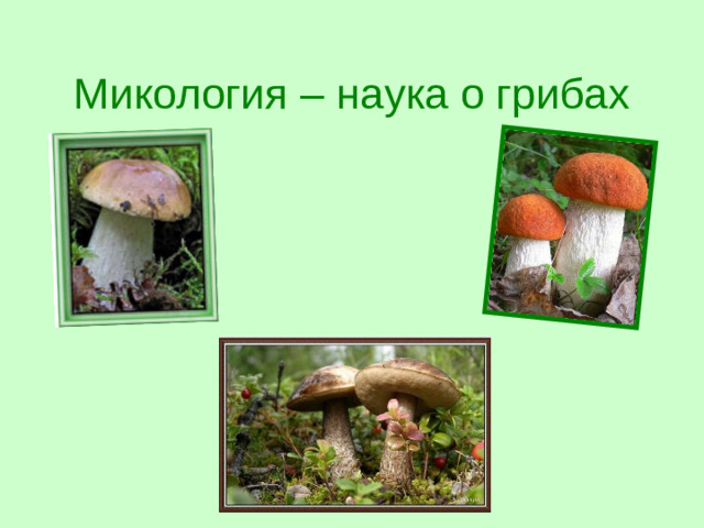 Микология – наука о грибах