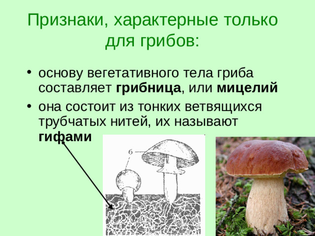Признаки, характерные только для грибов:
