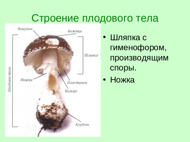 Строение плодового тела