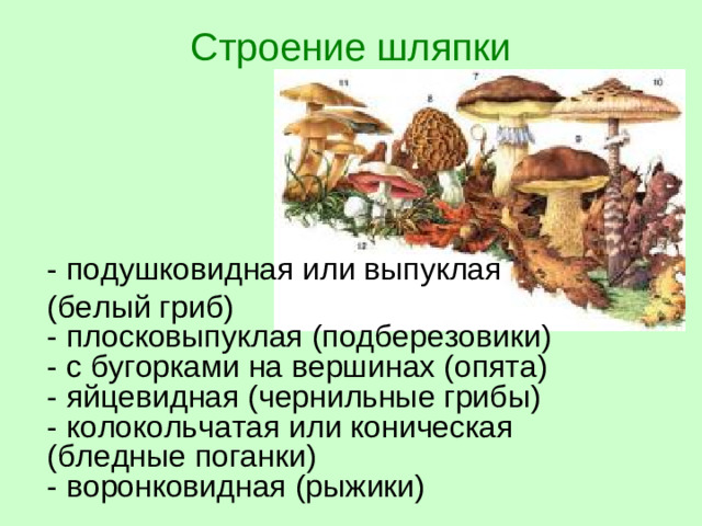 Строение шляпки  - подушковидная или выпуклая  (белый гриб)  - плосковыпуклая (подберезовики)  - с бугорками на вершинах (опята)  - яйцевидная (чернильные грибы)  - колокольчатая или коническая (бледные поганки)  - воронковидная (рыжики)