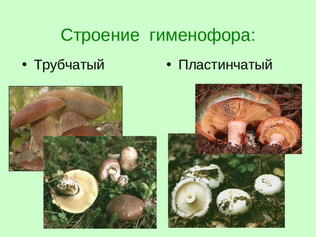 Строение гименофора: