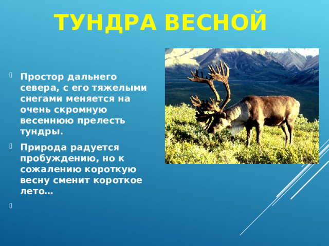 ТУНДРА ВЕСНОЙ