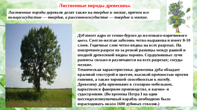 Лиственные породы древесины. Лиственные породы деревьев делят также на твердые и мягкие , причем все кольцесосудистые — твердые, а рассеяннососудистые — твердые и мягкие. Дуб имеет ядро от темно-бурого до желтовато-коричневого цвета . Светло-желтая заболонь четко выражена и имеет 8-10 слоев. Годичные слои четко видны на всех разрезах. На поперечном разрезе из-за резкой разницы между ранней и поздней древесиной видны хорошо. Сердцевинные лучи развиты сильно и различаются на всех разрезах; сосуды мелкие. Техническая характеристика: древесина дуба обладает красивой текстурой и цветом, высокой прочностью против гниения, а также хорошей способностью к изгибу. Древесину дуба применяют в столярно-мебельном, паркетном и фанерном производстве, в вагоно- и судостроении. (Во времена Петра I на один шестидесятипушечный корабль необходимо было израсходовать около 1600 дубовых стволов.)