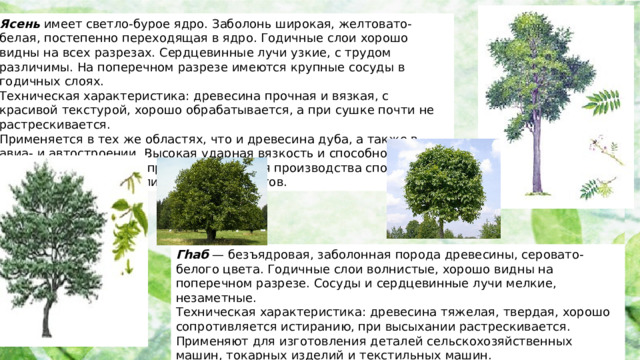 Ясень имеет светло-бурое ядро. Заболонь широкая, желтовато-белая, постепенно переходящая в ядро. Годичные слои хорошо видны на всех разрезах. Сердцевинные лучи узкие, с трудом различимы. На поперечном разрезе имеются крупные сосуды в годичных слоях. Техническая характеристика: древесина прочная и вязкая, с красивой текстурой, хорошо обрабатывается, а при сушке почти не растрескивается. Применяется в тех же областях, что и древесина дуба, а также в авиа- и автостроении. Высокая ударная вязкость и способность к изгибу обусловливают применение ее для производства спортивного инвентаря и ручек различных инструментов.  Лиственные породы древесины. Гhаб — безъядровая, заболонная порода древесины, серовато-белого цвета. Годичные слои волнистые, хорошо видны на поперечном разрезе. Сосуды и сердцевинные лучи мелкие, незаметные. Техническая характеристика: древесина тяжелая, твердая, хорошо сопротивляется истиранию, при высыхании растрескивается. Применяют для изготовления деталей сельскохозяйственных машин, токарных изделий и текстильных машин.