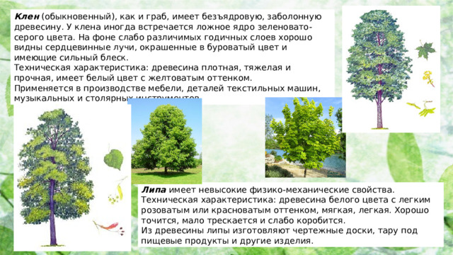 Клен (обыкновенный), как и граб, имеет безъядровую, заболонную древесину. У клена иногда встречается ложное ядро зеленовато-серого цвета. На фоне слабо различимых годичных слоев хорошо видны сердцевинные лучи, окрашенные в буроватый цвет и имеющие сильный блеск. Техническая характеристика: древесина плотная, тяжелая и прочная, имеет белый цвет с желтоватым оттенком. Применяется в производстве мебели, деталей текстильных машин, музыкальных и столярных инструментов. Липа имеет невысокие физико-механические свойства. Техническая характеристика: древесина белого цвета с легким розоватым или красноватым оттенком, мягкая, легкая. Хорошо точится, мало трескается и слабо коробится. Из древесины липы изготовляют чертежные доски, тару под пищевые продукты и другие изделия.