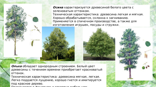 Осина характеризуется древесиной белого цвета с зеленоватым оттенком. Техническая характеристика: древесина легкая и мягкая. Хорошо обрабатывается, склонна к загниванию. Применяется в спичечном производстве, а также для изготовления игрушек, посуды и стружки. Ольха обладает однородным строением. Белый цвет древесины с течением времени приобретает красноватый оттенок. Техническая характеристика: древесина мягкая, легкая. Легко поддается лущению, хорошо гнется и имитируется под красное дерево. Применяется в фанерном и столярно-мебельном производстве.