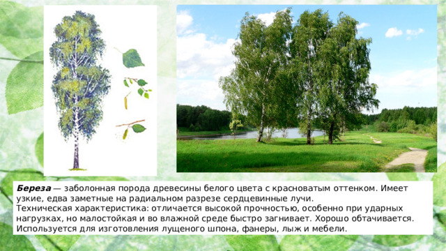 Береза — заболонная порода древесины белого цвета с красноватым оттенком. Имеет узкие, едва заметные на радиальном разрезе сердцевинные лучи. Техническая характеристика: отличается высокой прочностью, особенно при ударных нагрузках, но малостойкая и во влажной среде быстро загнивает. Хорошо обтачивается. Используется для изготовления лущеного шпона, фанеры, лыж и мебели.