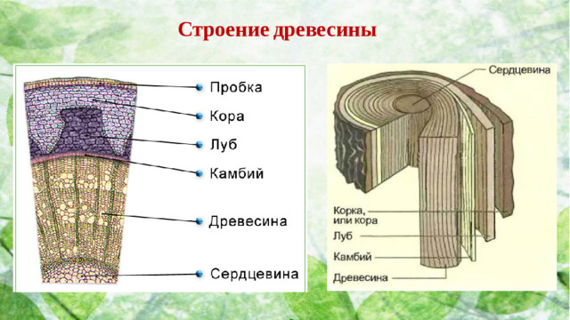 Строение  древесины