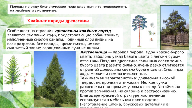 Хвойные породы древесины Особенностью строения древесины хвойных пород являются смоляные ходы , представляющие собой тонкие, наполненные смолой каналы. Годичные слои видны на всех разрезах. Все породы, кроме пихты, имеют смолистый запах; сердцевинные лучи не видны. Лиственница — ядровая порода. Ядро красно-бурого цвета. Заболонь узкая белого цвета с легким бурым оттенком. Поздняя древесина годичных слоев темно-бурого цвета развита сильно, очень резко отличается от ранней древесины светло-бурого цвета. Смоляные ходы мелкие и немногочисленные. Техническая характеристика: древесина высокой твердости, прочная и тяжелая. Мелкие сучки размещены под прямым углом к стволу. Устойчивая против загнивания, но склонна к растрескиванию. Благодаря красивой структуре лиственница используется в мебельном производстве (изготовление шпона, брусковых деталей) и в вагоностроении.