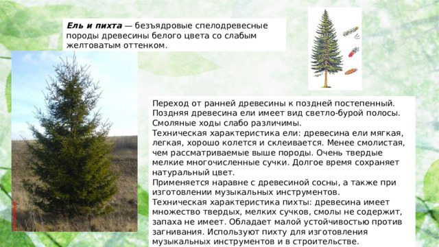 Ель и пихта — безъядровые спелодревесные породы древесины белого цвета со слабым желтоватым оттенком. Переход от ранней древесины к поздней постепенный. Поздняя древесина ели имеет вид светло-бурой полосы. Смоляные ходы слабо различимы. Техническая характеристика ели: древесина ели мягкая, легкая, хорошо колется и склеивается. Менее смолистая, чем рассматриваемые выше породы. Очень твердые мелкие многочисленные сучки. Долгое время сохраняет натуральный цвет. Применяется наравне с древесиной сосны, а также при изготовлении музыкальных инструментов. Техническая характеристика пихты: древесина имеет множество твердых, мелких сучков, смолы не содержит, запаха не имеет. Обладает малой устойчивостью против загнивания. Используют пихту для изготовления музыкальных инструментов и в строительстве.