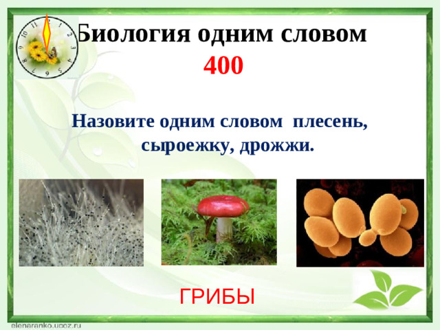 Биология одним словом  400  Назовите одним словом плесень, сыроежку, дрожжи. ГРИБЫ