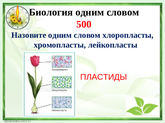 Биология одним словом  500 Назовите одним словом хлоропласты, хромопласты, лейкопласты ПЛАСТИДЫ