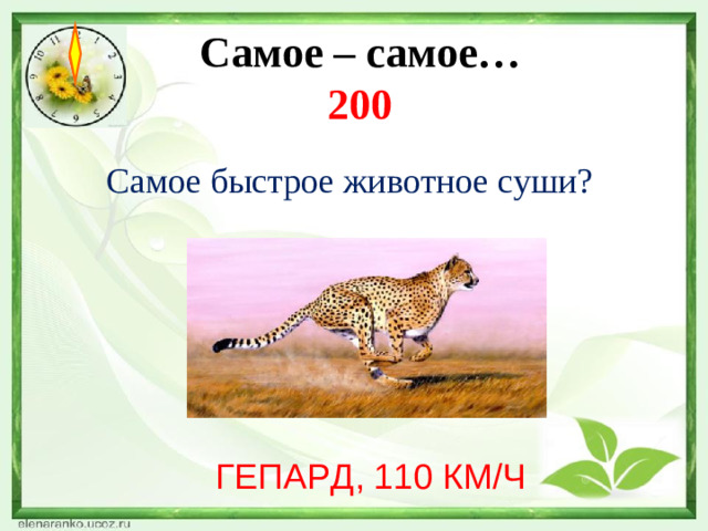 Самое – самое…  200  Самое быстрое животное суши? ГЕПАРД, 110 КМ/Ч