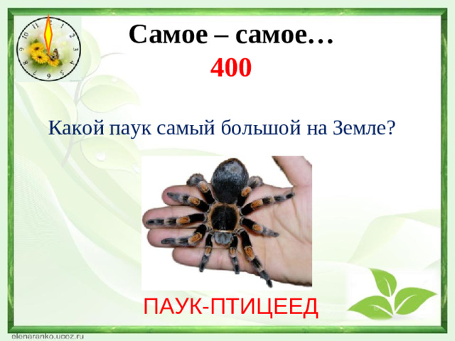 Самое – самое…  400  Какой паук самый большой на Земле?   ПАУК-ПТИЦЕЕД