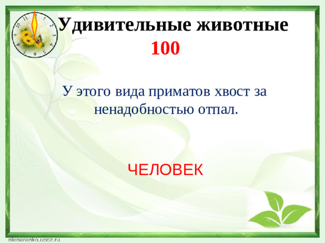 Удивительные животные  100   У этого вида приматов хвост за ненадобностью отпал. ЧЕЛОВЕК