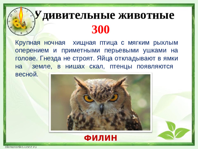 Удивительные животные  300 Крупная ночная хищная птица с мягким рыхлым оперением и приметными перьевыми ушками на голове. Гнезда не строят. Яйца откладывают в ямки на земле, в нишах скал, птенцы появляются весной. ФИЛИН