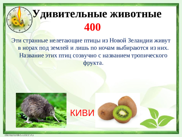 Удивительные животные  400 Эти странные нелетающие птицы из Новой Зеландии живут в норах под землей и лишь по ночам выбираются из них. Название этих птиц созвучно с названием тропического фрукта. КИВИ