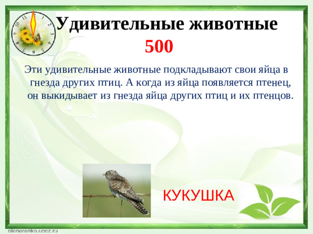 Удивительные животные  500  Эти удивительные животные подкладывают свои яйца в гнезда других птиц. А когда из яйца появляется птенец, он выкидывает из гнезда яйца других птиц и их птенцов. КУКУШКА