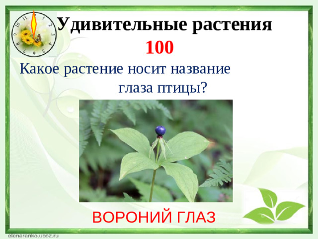 Удивительные растения  100 Какое растение носит название глаза птицы?   ВОРОНИЙ ГЛАЗ