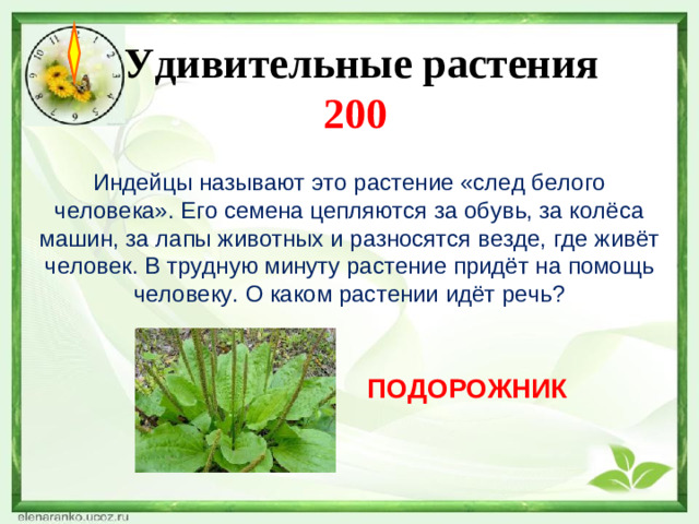 Удивительные растения  200 Индейцы называют это растение «след белого человека». Его семена цепляются за обувь, за колёса машин, за лапы животных и разносятся везде, где живёт человек. В трудную минуту растение придёт на помощь человеку. О каком растении идёт речь? ПОДОРОЖНИК