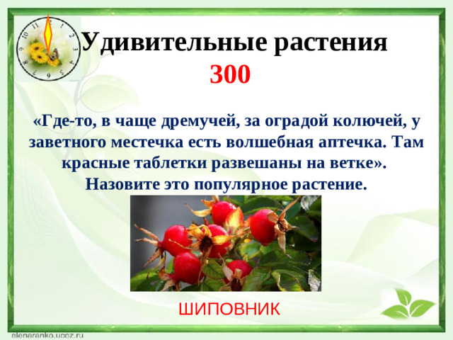 Удивительные растения  300 «Где-то, в чаще дремучей, за оградой колючей, у заветного местечка есть волшебная аптечка. Там красные таблетки развешаны на ветке». Назовите это популярное растение. ШИПОВНИК